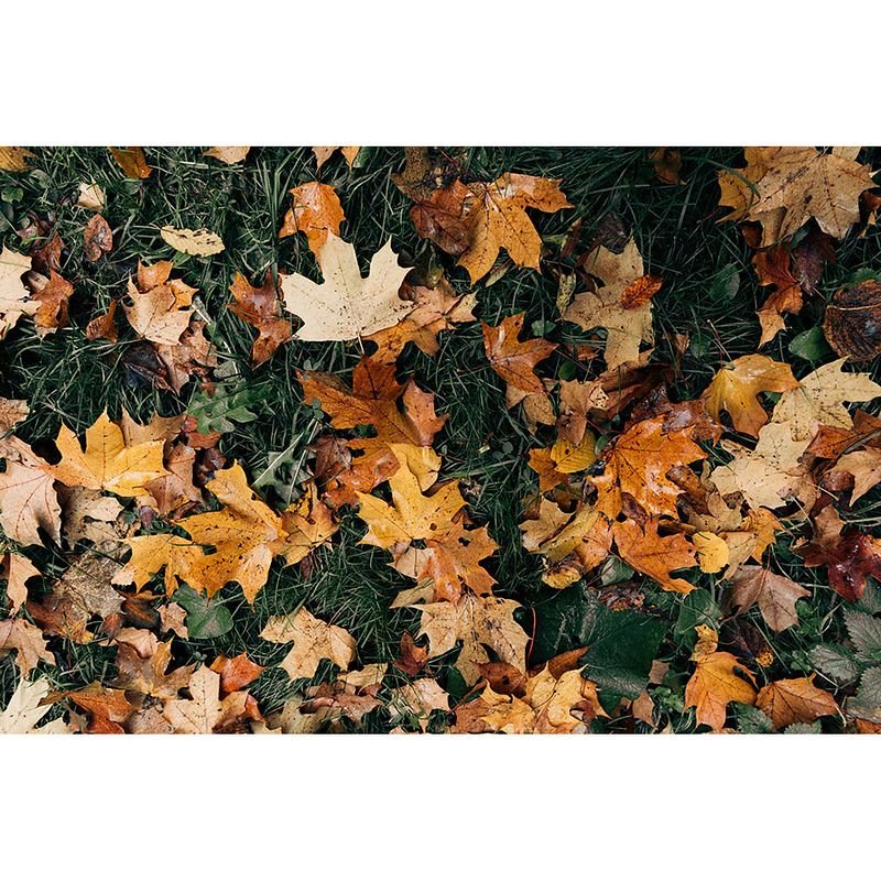 Foto van Inductiebeschermer - autumn leaves - 85x55 cm