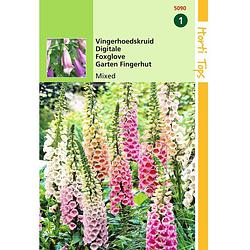 Foto van 2 stuks digitalis purpurea gemengd