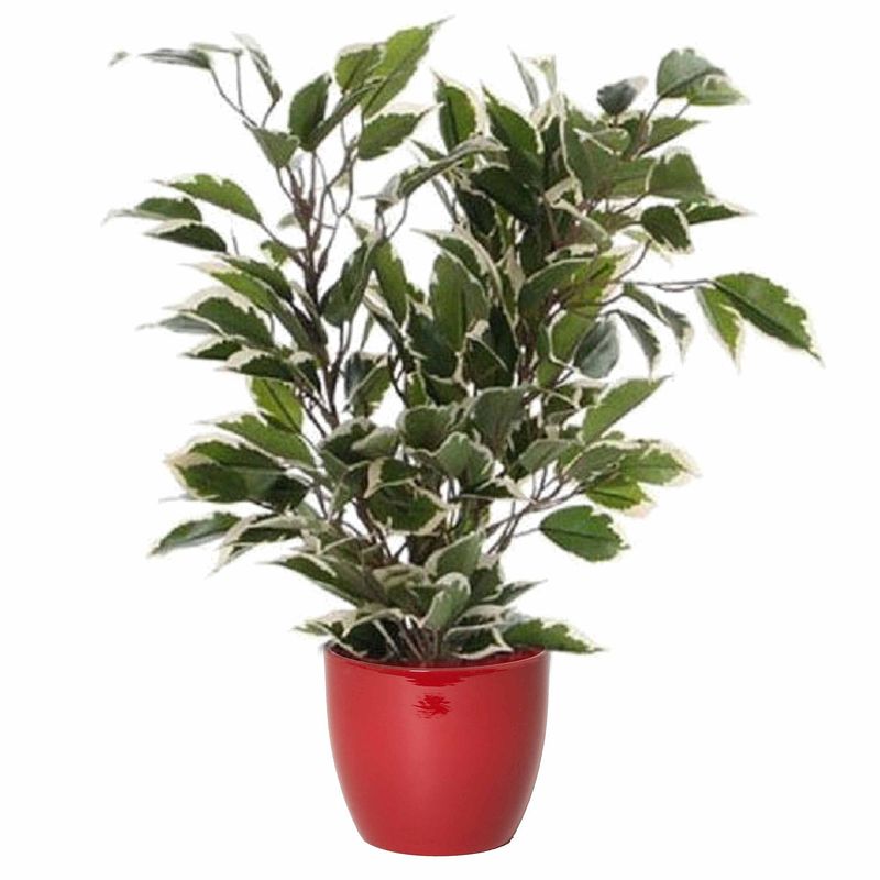 Foto van Groen/witte ficus kunstplant 40 cm met plantenpot wijnrood d13.5 en h12.5 cm - kunstplanten