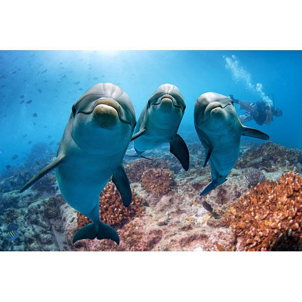 Foto van Spatscherm dolfijnen - 100x65 cm
