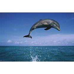 Foto van Poster dolfijn 61 x 91,5 cm