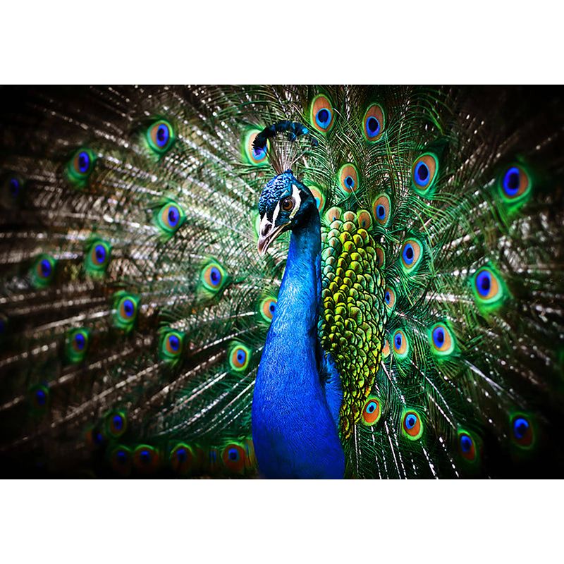 Foto van Inductiebeschermer - blauwe pauw - 83x52 cm