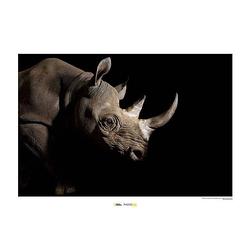 Foto van Komar black rhinoceros kunstdruk 70x50cm