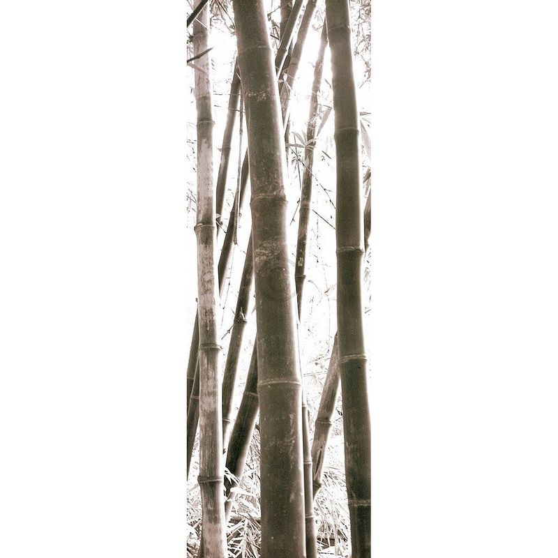 Foto van Douglas yan - bamboo grove iv kunstdruk 30x91cm