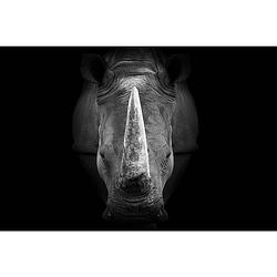 Foto van Inductiebeschermer - neushoorn - 71x52 cm