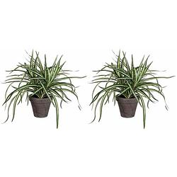 Foto van 2x stuks dracaena kunstplanten groen in grijze pot h34 cm x d40 cm - kunstplanten