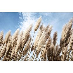 Foto van Inductiebeschermer - pampas in de wind - 59x52 cm