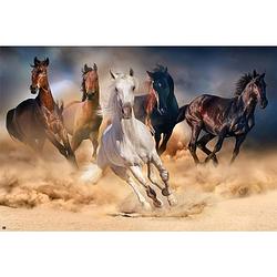 Foto van Grupo erik five horses poster 91,5x61cm
