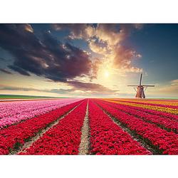 Foto van Inductiebeschermer - hollands tulpenveld - 83x52 cm