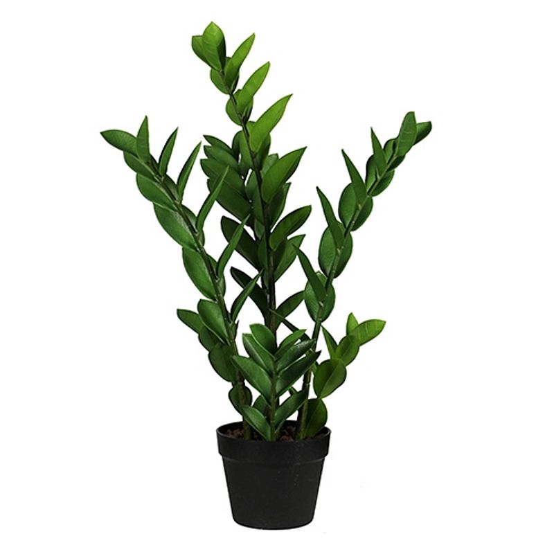 Foto van Zamioculcas 65 cm