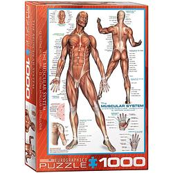 Foto van Eurographics puzzel the muscular system - 1000 stukjes