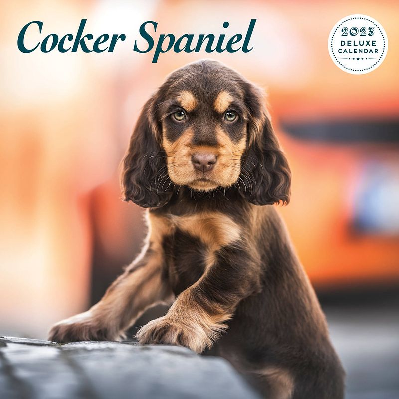 Foto van Engelse cocker spaniel kalender 2023 deluxe