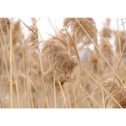 Foto van Inductiebeschermer - pampas pluim - 77x51 cm