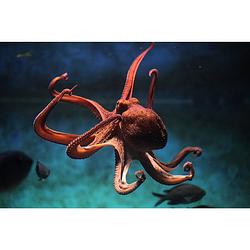 Foto van Inductiebeschermer - octopus - 80x52 cm