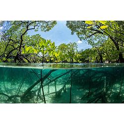 Foto van Inductiebeschermer - mangrove - 78x52 cm