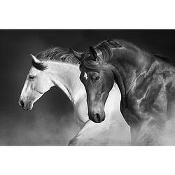 Foto van Inductiebeschermer - twee paarden - 58x52 cm