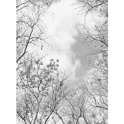Foto van Wizard+genius tree tops vlies fotobehang 192x260cm 4-banen