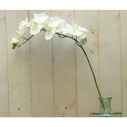 Foto van Warentuin mix - kunstvlinderorchidee groot op steker wit