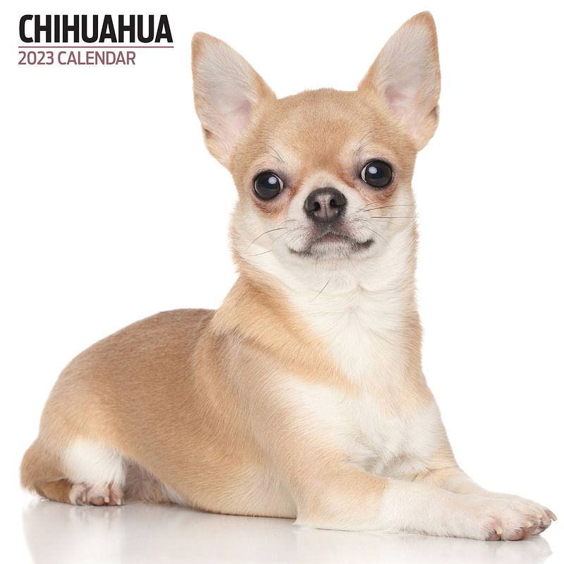 Foto van Chihuahua kalender 2023 modern