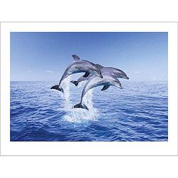 Foto van Pyramid dolphin trio kunstdruk 40x30cm