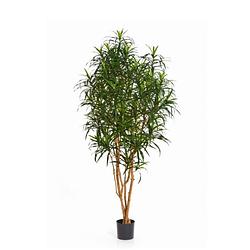 Foto van Kunstplant dracaena anita - 150 cm