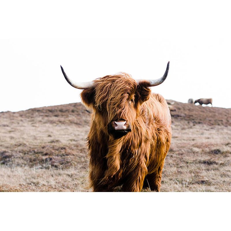 Foto van Inductiebeschermer - highland cow on islay - 83x52 cm