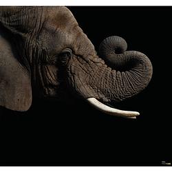 Foto van Komar afrikaanse olifant vlies fotobehang 300x280cm 6-delen