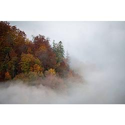 Foto van Inductiebeschermer - foggy tree - 77x59 cm