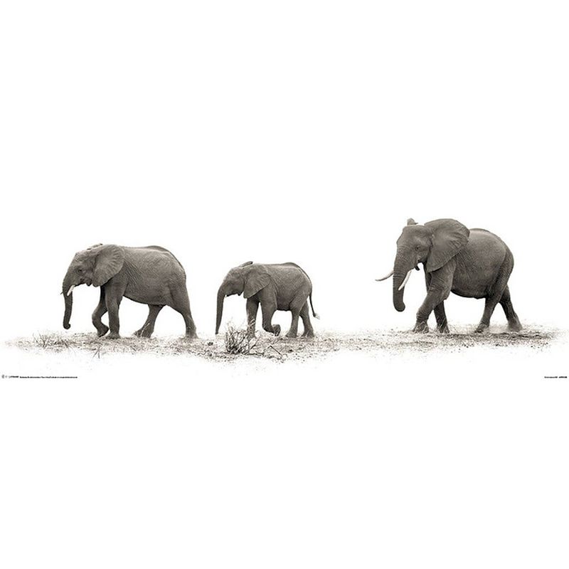 Foto van Pyramid mario moreno the elephants poster 91,5x30,5cm