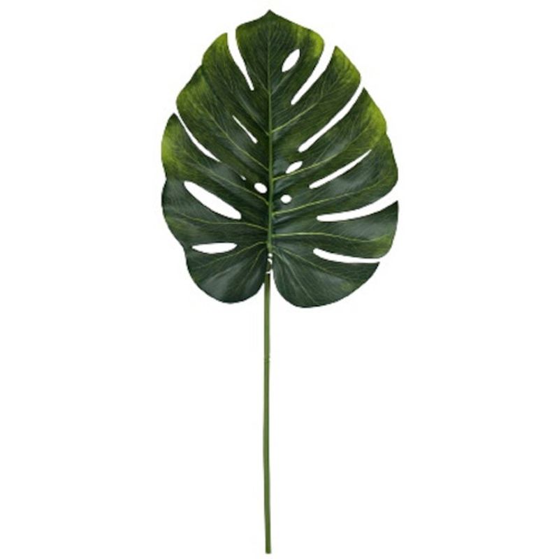 Foto van Gerimport droogbloem monstera 77 cm groen