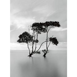 Foto van Wizard+genius trees in the still water vlies fotobehang 192x260cm 4-banen