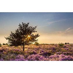 Foto van Inductiebeschermer - heide - 81,6x52,7 cm