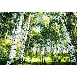 Foto van Wizard+genius sunshine forest fotobehang 366x254cm 8-delen