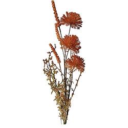 Foto van Allium 60cm roodbruin