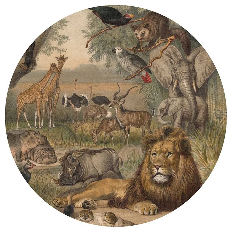 Foto van Wallart behangcirkel animals of africa 142,5 cm