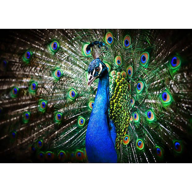 Foto van Spatscherm blauwe pauw - 120x80 cm