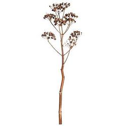 Foto van Droogbloemen fenckel stem - naturel - 115 cm - leen bakker