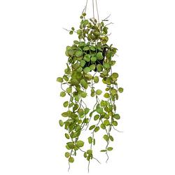 Foto van Emerald kunstplant hangend in pot lantaarnplant 50 cm