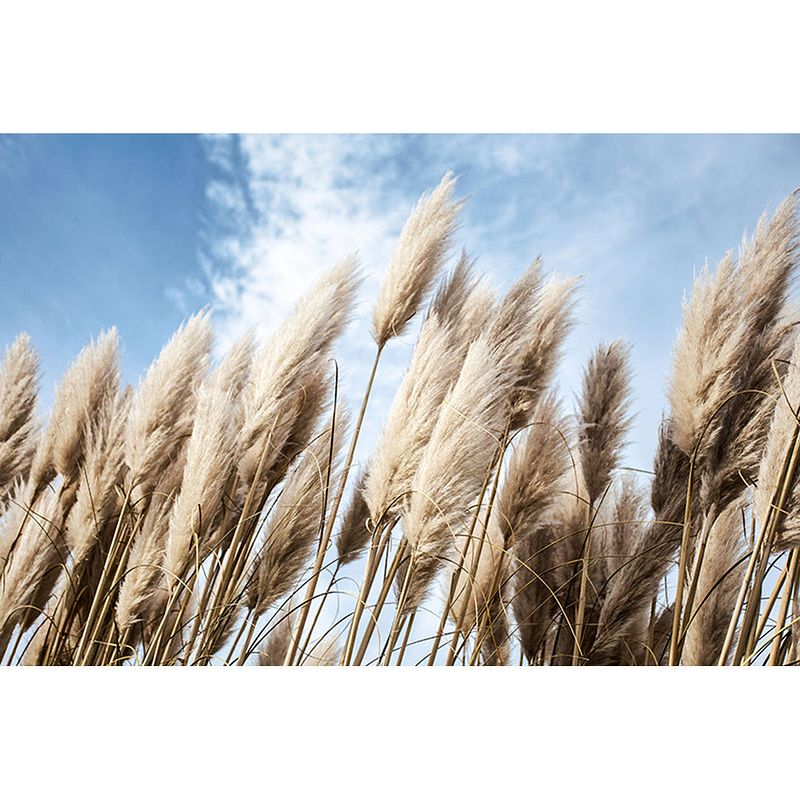 Foto van Inductiebeschermer - pampas in de wind - 59x52 cm