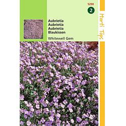 Foto van Hortitops - 2 stuks aubrietia hybrida grfl.whitewell gem