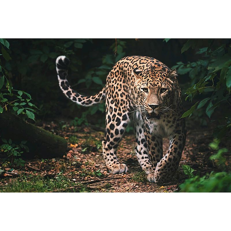 Foto van Inductiebeschermer - walking panther - 56x38 cm