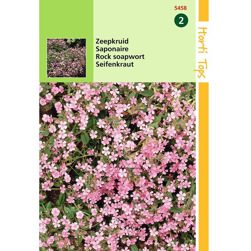 Foto van Hortitops - 2 stuks saponaria ocymoides zeepkruid rose