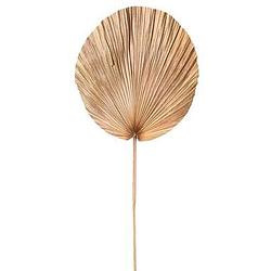 Foto van Droogbloem palm leaf - bruin - 110 cm - leen bakker