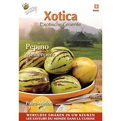 Foto van 3 stuks xotica pepino