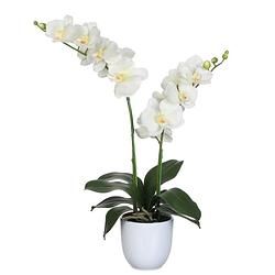 Foto van Mica decorations orchidee bloem kunstplant - parel wit - h66 x b38 cm - kunstplanten