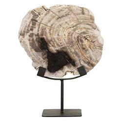 Foto van Must living statue fossil,33x26x11 cm, petrified wood on an base