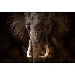 Foto van Wizard+genius elephant ivory vlies fotobehang 384x260cm 8-banen