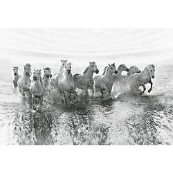 Foto van Wizard+genius white horses vlies fotobehang 384x260cm 8-banen