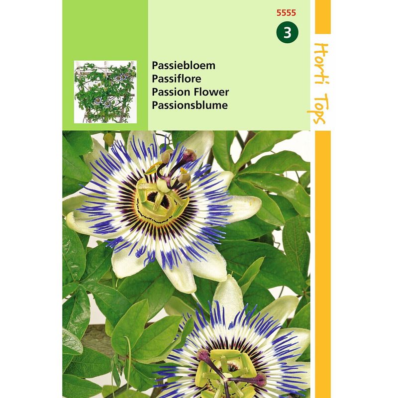 Foto van 2 stuks - hortitops - passiflora coerulea passiebloem