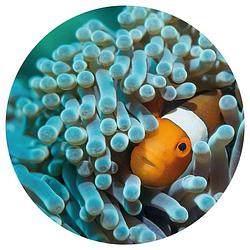 Foto van Wallart behangcirkel nemo the anemonefish 142,5 cm